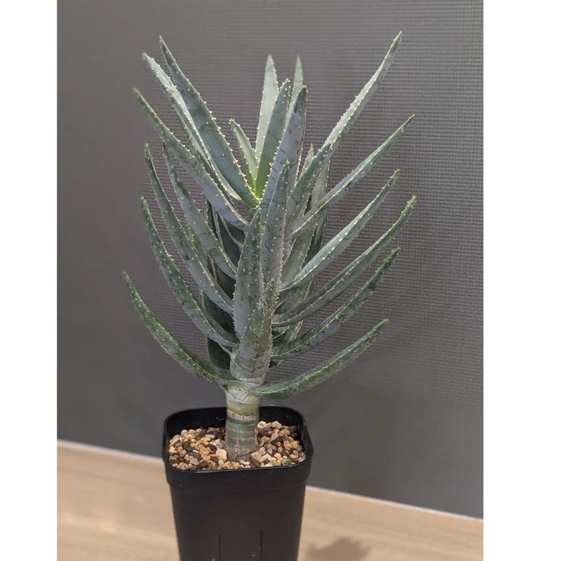 ②特大アロエ・ディコトマ ②特大アロエ・ディコトマ 2025年最新】アロエ ディコトマの人気