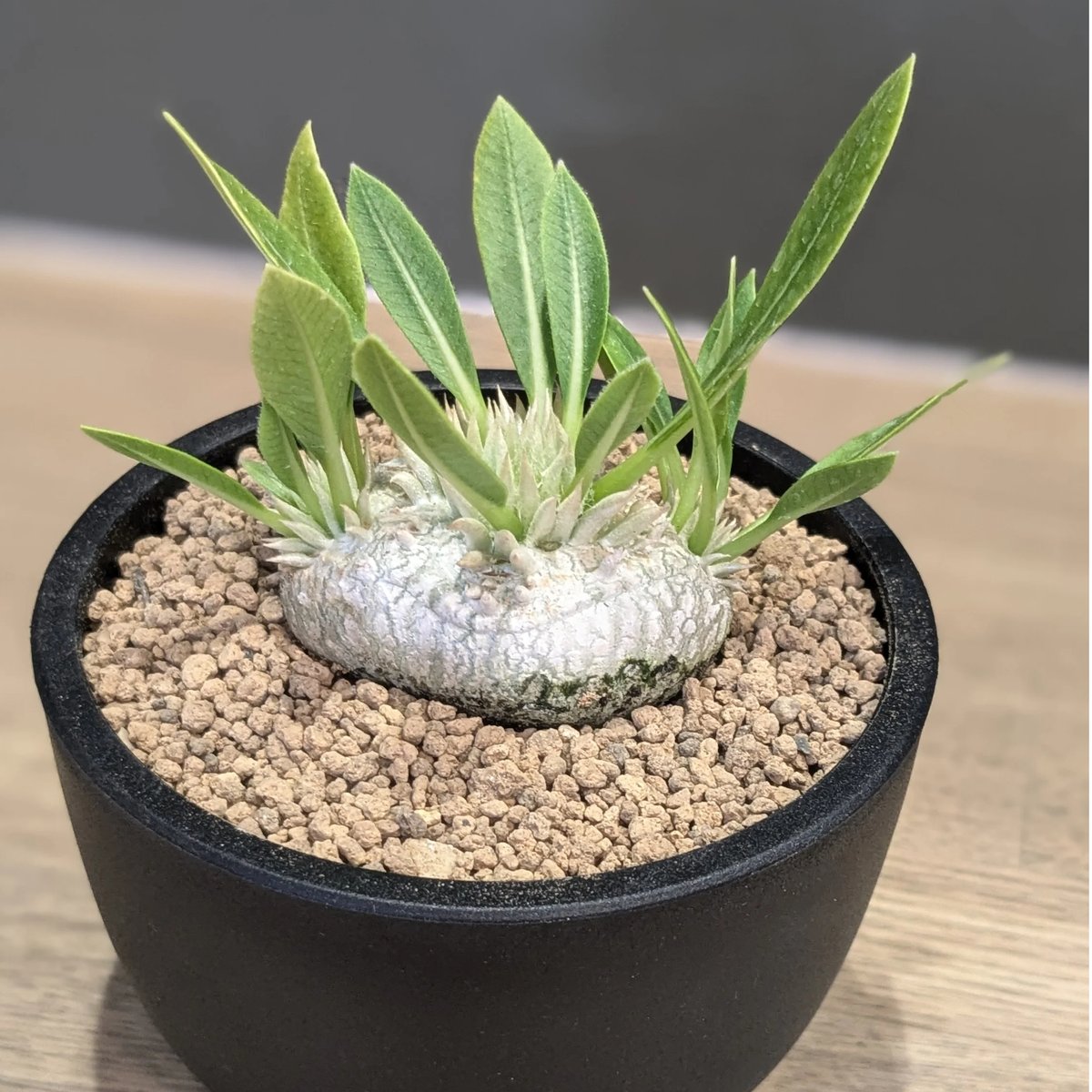 【クァンシ様】パキポディウムブレビカウレ 恵比寿笑 クァンシ様】パキポディウムブレビカウレ 恵比寿笑 パキポディウム