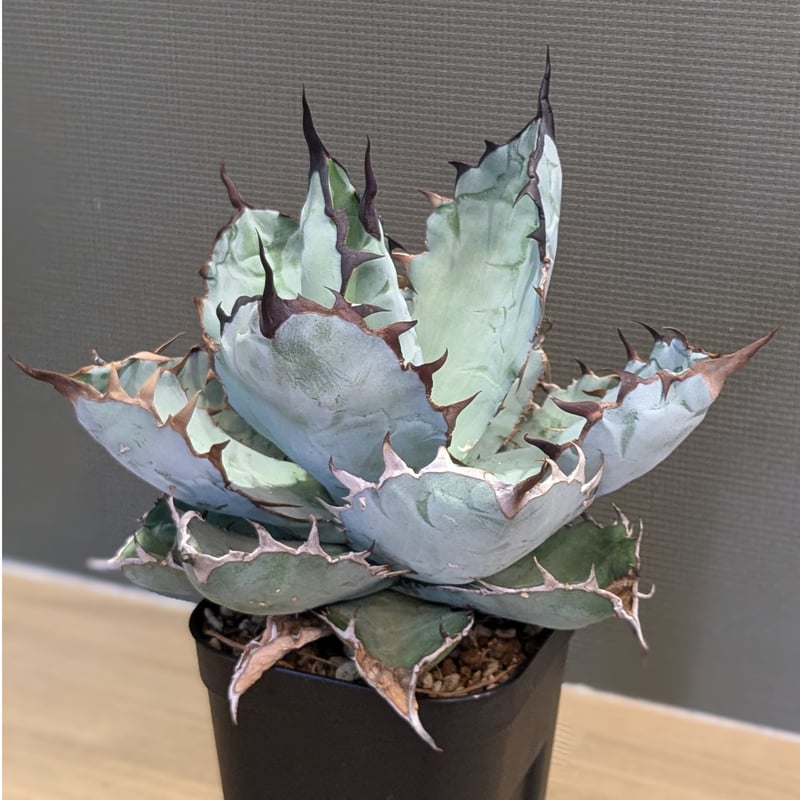 アガベ　チタノタ　BB BLACK&BLUE 大株　鉢上げしました　抜き苗発送 アガベ チタノタ BB BLACK&BLUE 大株 鉢上げしました 抜き苗発送