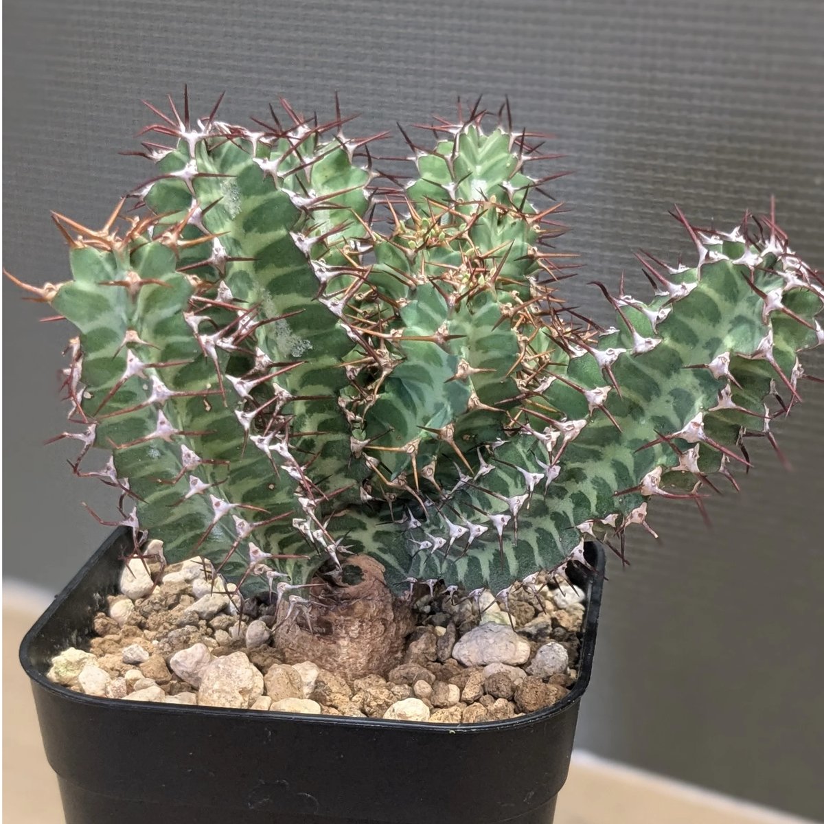 6/30まで ユーフォルビア ノベリー 鉢付き Euphorbia knobelii