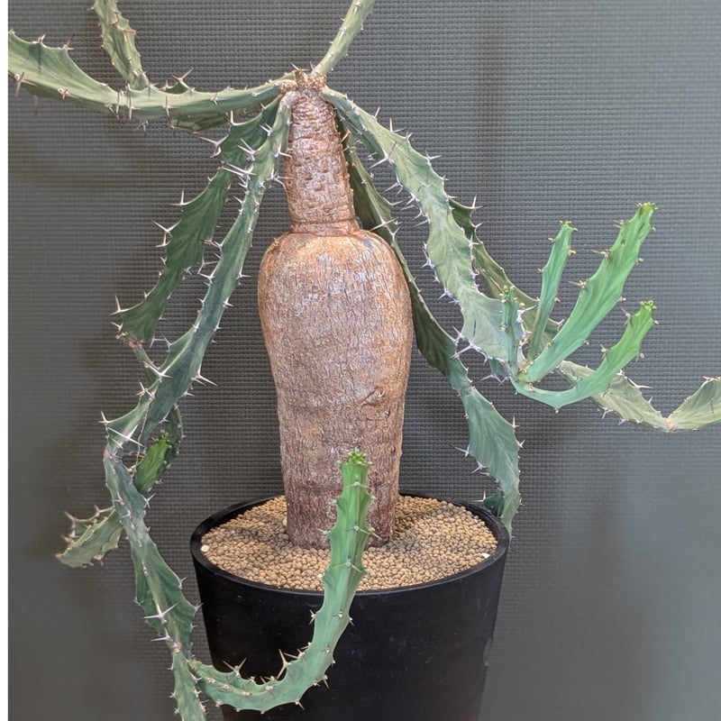 ユーフォルビア ブルアナ | FELICITA