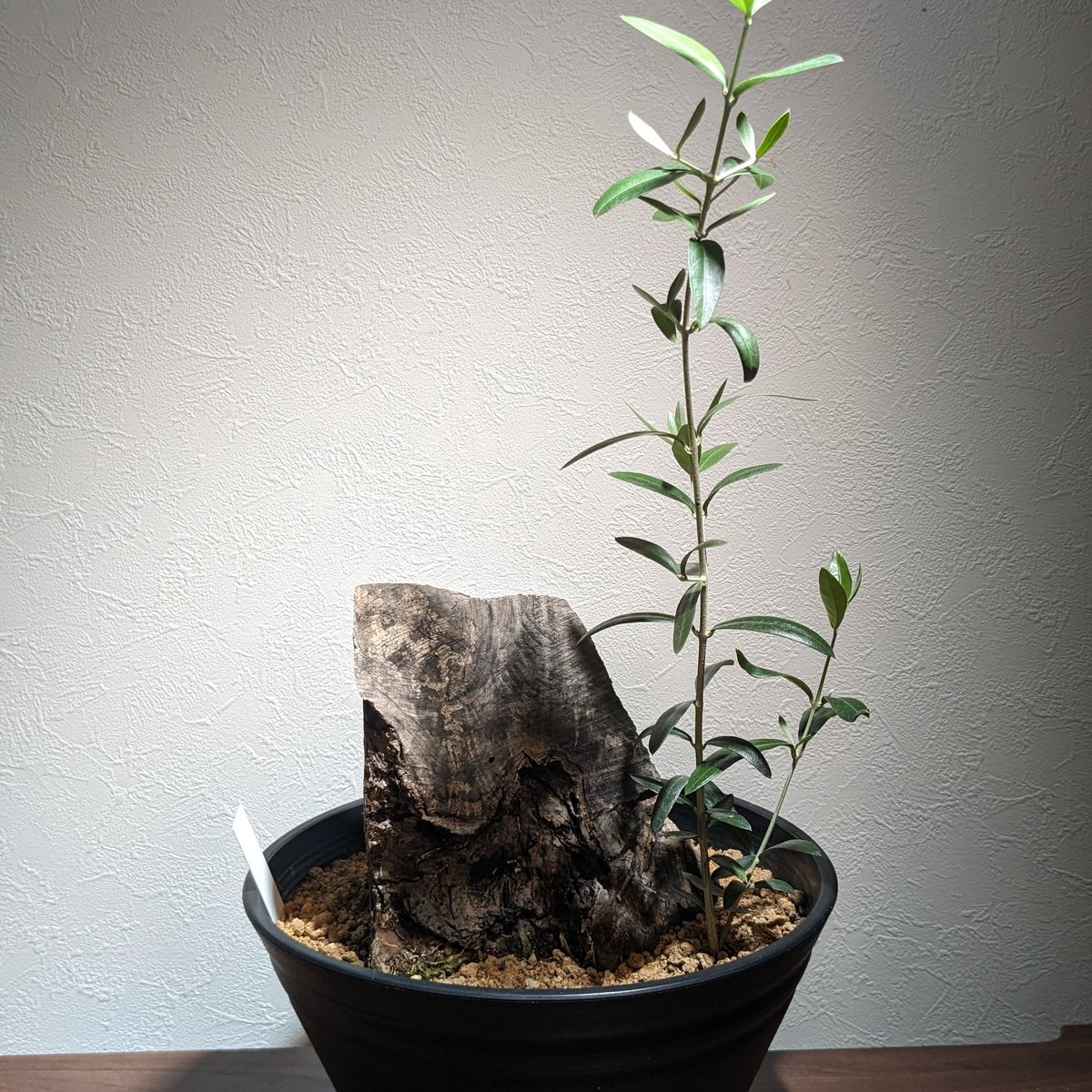 専用 特割 オリーブ古木 スペイン産 専用 特割 オリーブ古木 スペイン産