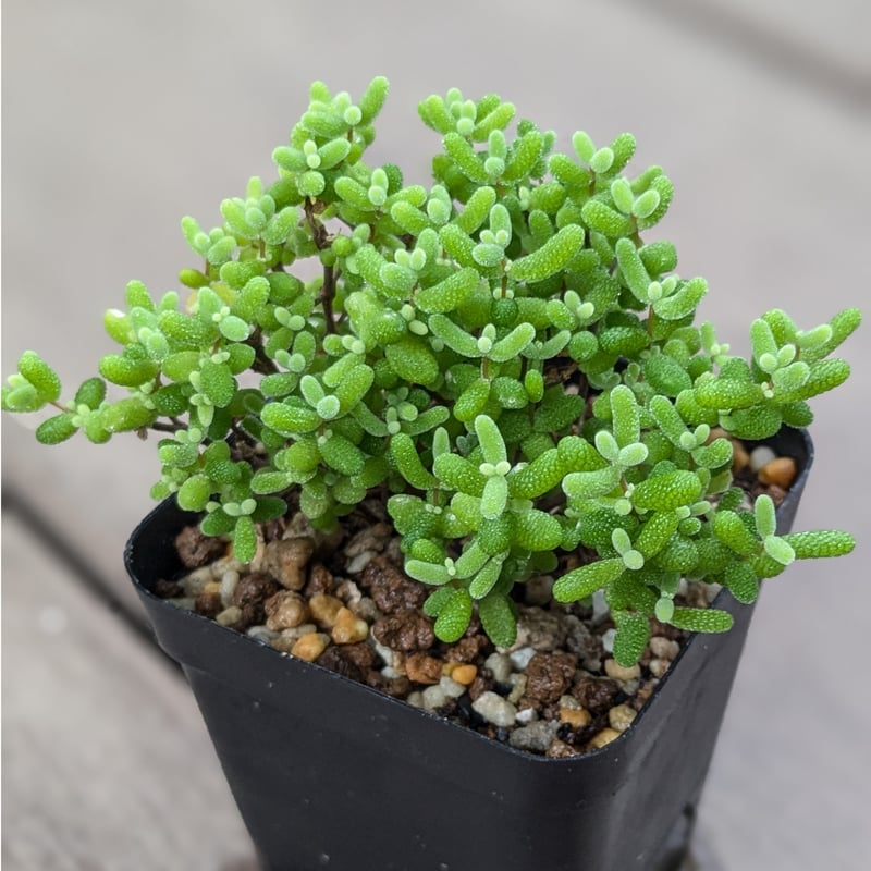 男*屋様 蜜橘ドロサンテアム S147×50苗 土鉢付き 多肉植物 エケベリア 男*屋様 蜜橘ドロサンテアム S147×50苗 土鉢付き 多肉植物