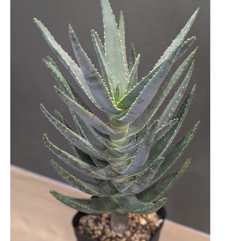 アロエ ディコトマ | FELICITA