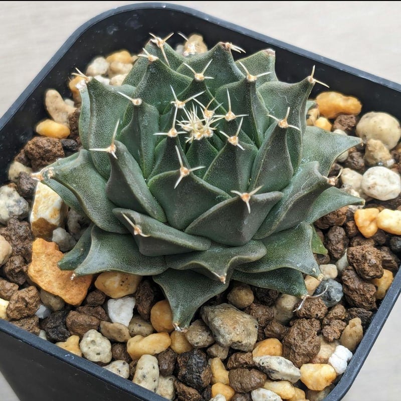 サボテン 帝冠 オブレゴニア デネグリイ ＊国内実生株＊ | FELICITA