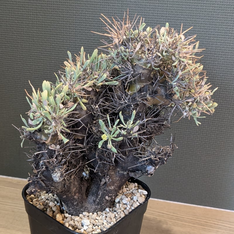 オトンナ ユーフィルビオイデス 現地球