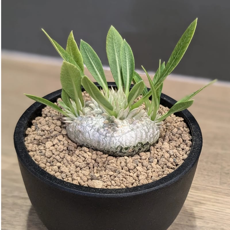 パキポディウム ブレビカウレ ＊恵比寿笑い＊ | FELICITA