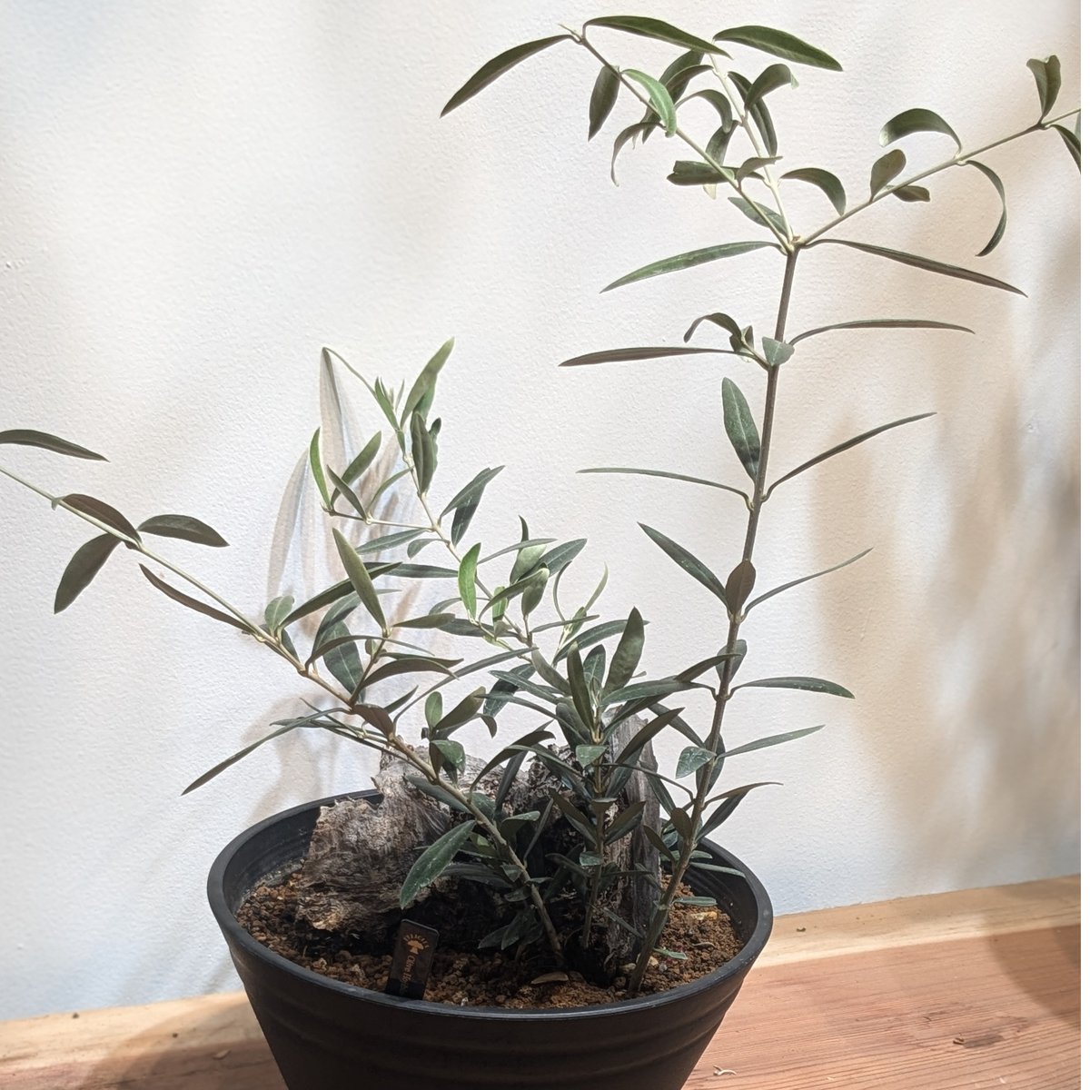 M32 スペイン産 樹齢200年～300年 太幹 巨木 オリーブ古木 福岡販売