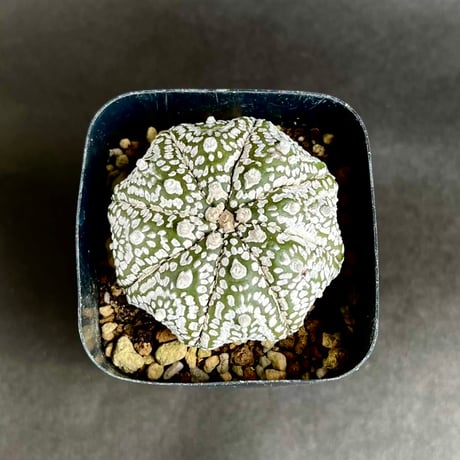 超特大 ダブルヘッド アストロフィツム スーパー兜 アンティーク陶器鉢