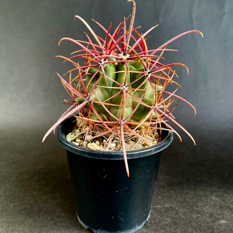 フェロカクタス　鯱頭　赤棘　選抜株　花芽　大株　40cm フェロカクタス 鯱頭 | jigsaw