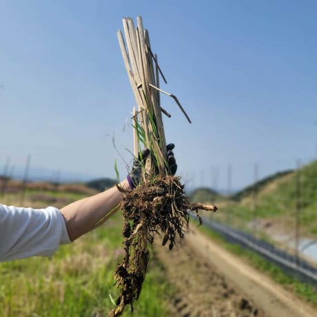 マコモダケ | STORES