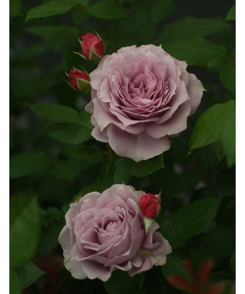 大苗】ノヴァーリス【春から秋まで楽しめる】【耐病性】 | ほりべ造園