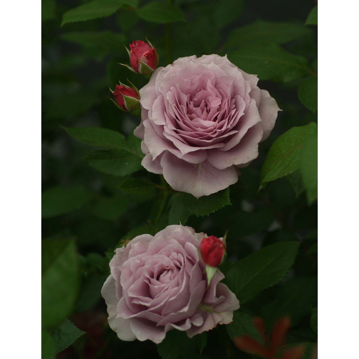 大苗】ノヴァーリス【春から秋まで楽しめる】【耐病性】 | ほりべ造園