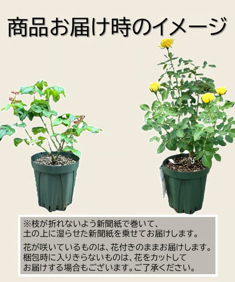 大苗】レディ エマ ハミルトン【強香】 | ほりべ造園オンラインショップ