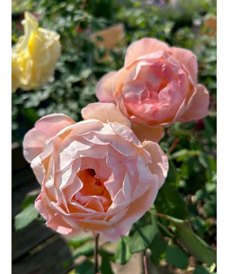 大苗】レディ エマ ハミルトン【強香】 | ほりべ造園オンライン