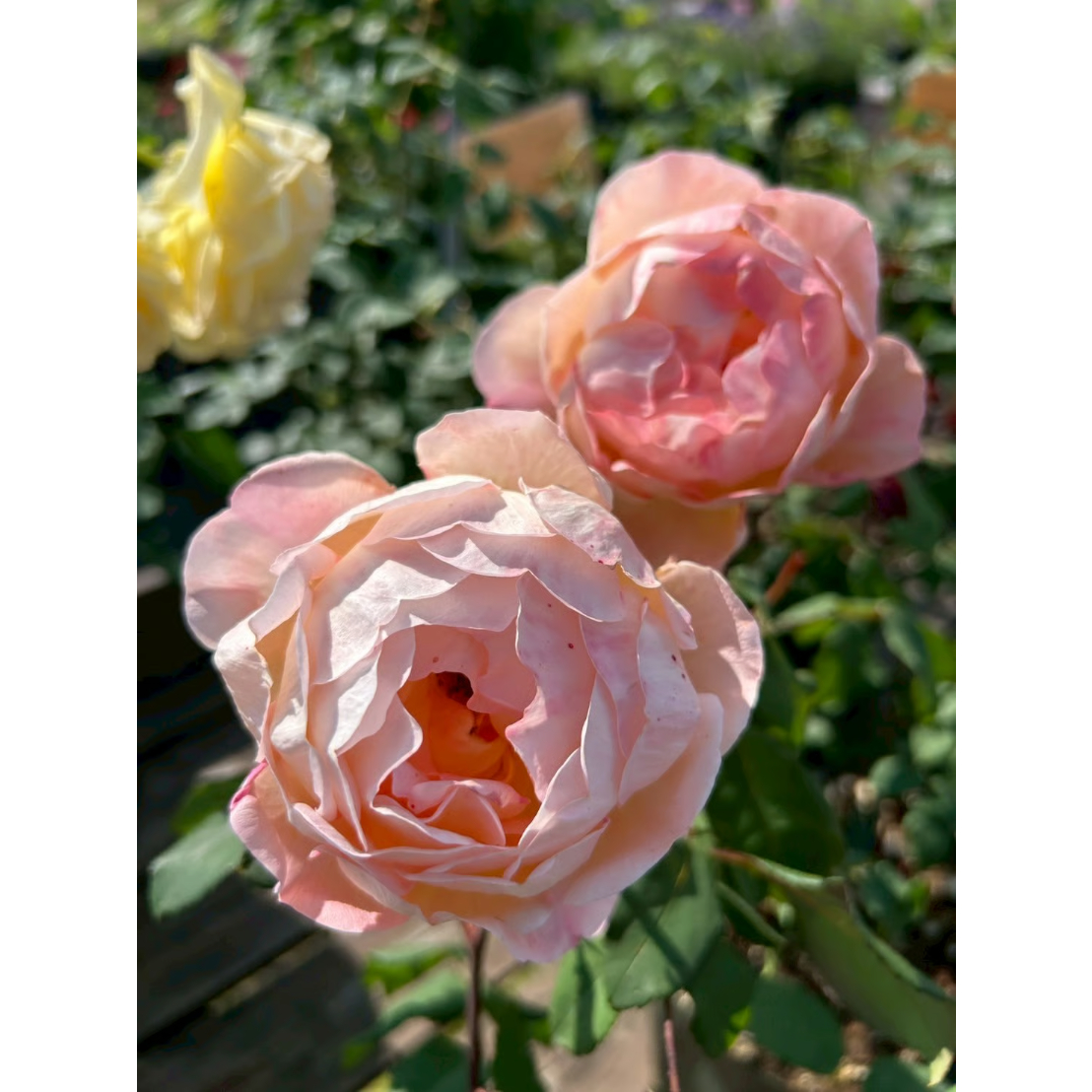 大苗】レディ エマ ハミルトン【強香】 | ほりべ造園オンラインショップ