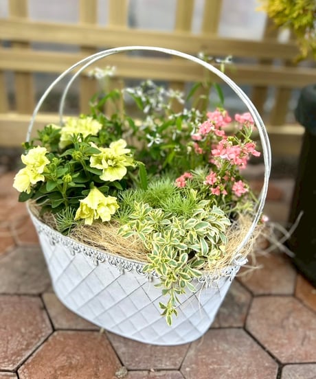 CATEGORY 寄せ植え | ほりべ造園オンラインショップ