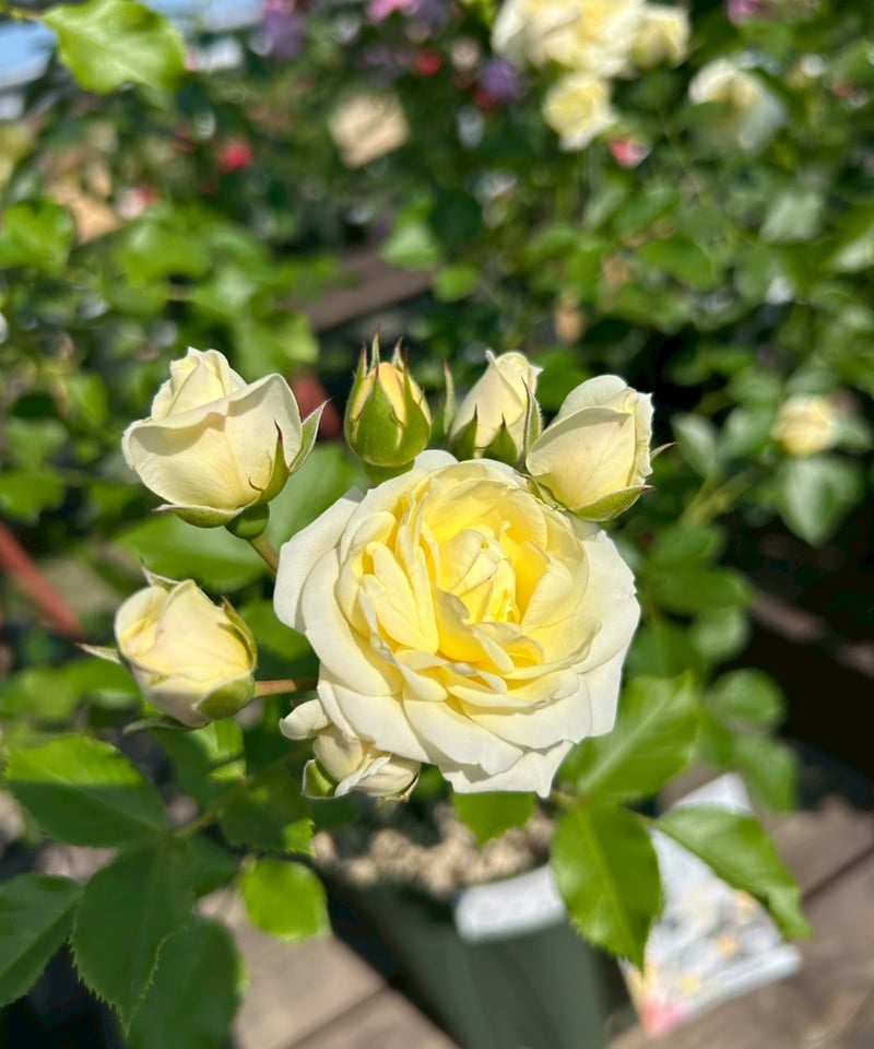 大苗】バニラ ボニカ【春から秋まで楽しめる】【ローメンテ】 | ほりべ