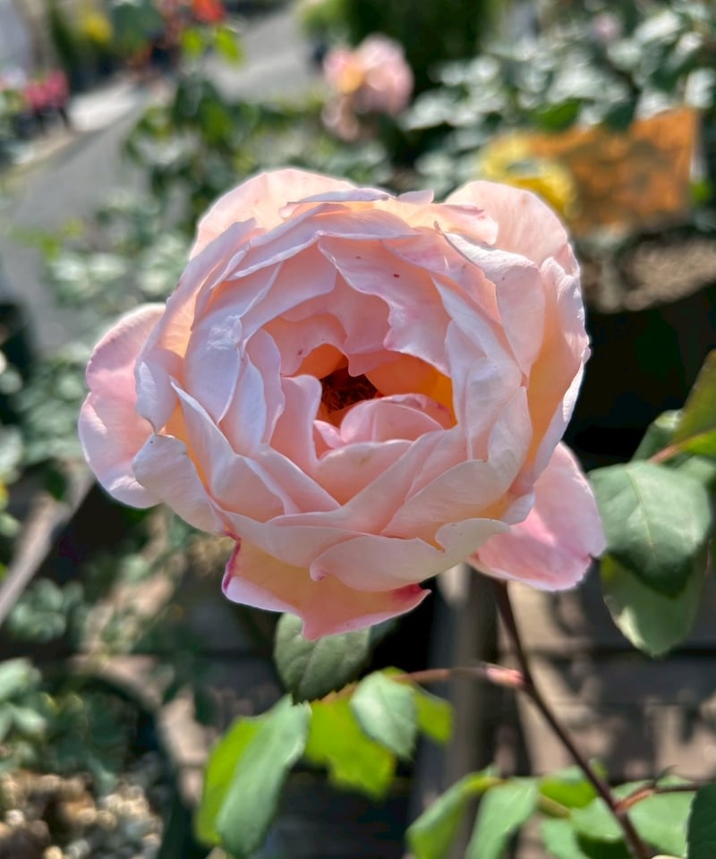 大苗】レディ エマ ハミルトン【強香】 | ほりべ造園オンライン