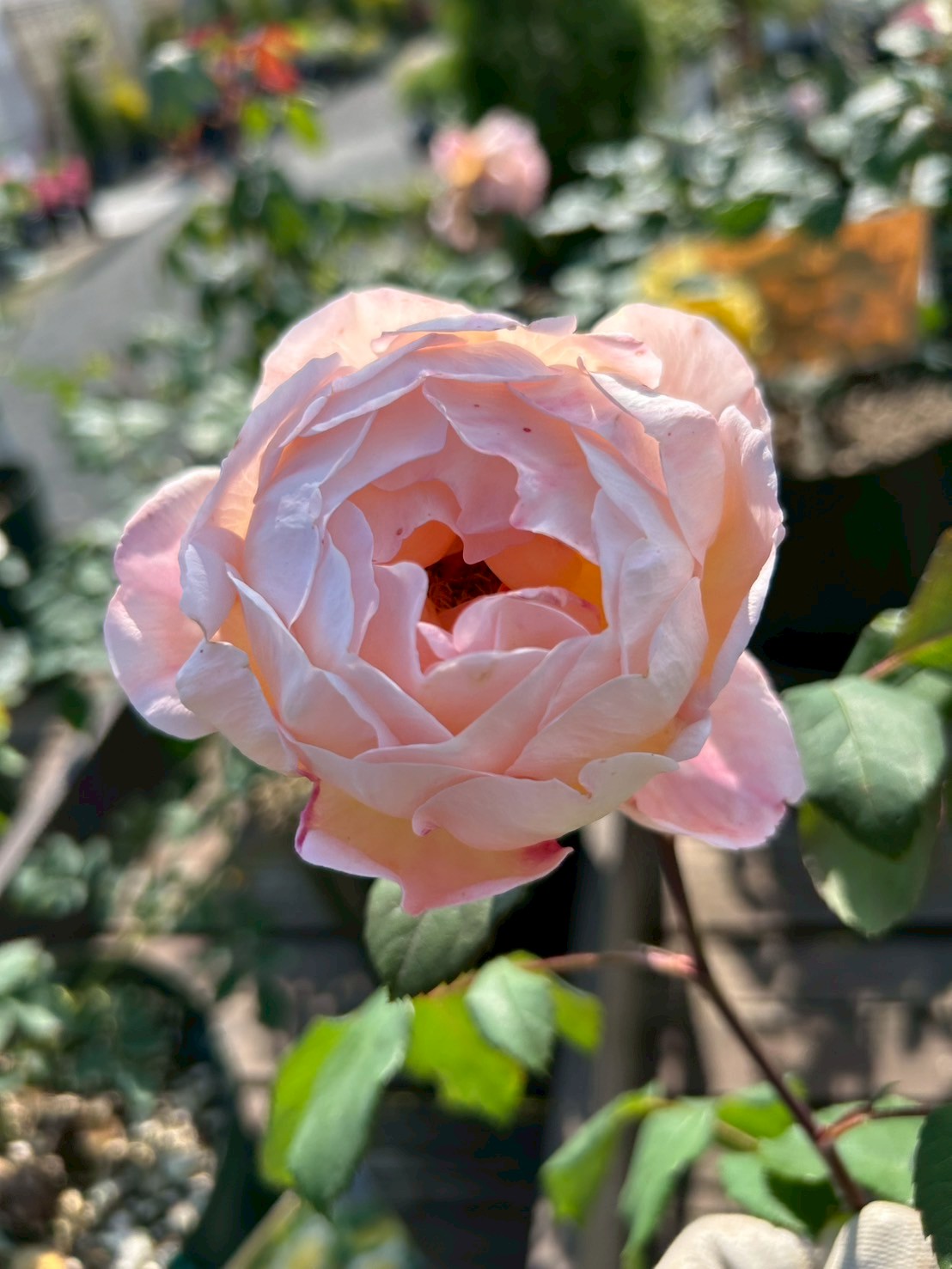 大苗】レディ エマ ハミルトン【強香】 | ほりべ造園オンラインショップ