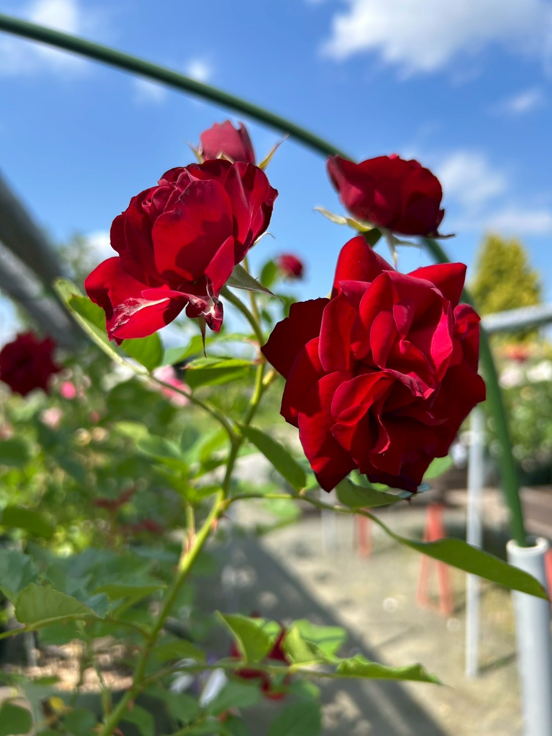 Baby Tayor 301-R（ローズウッド）限定生産 メイドUSA 美品 Baby Tayor 301-R（ローズウッド）限定生産 メイドUSA 美品 Baby Tayor