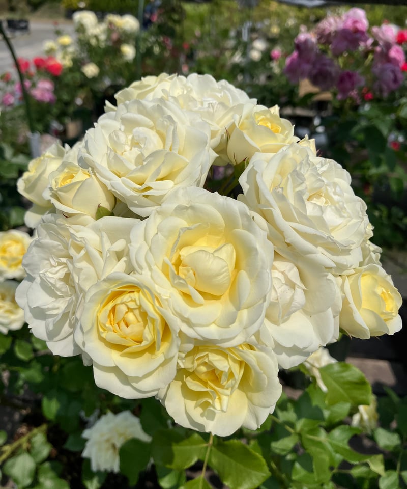 大苗】バニラ ボニカ【春から秋まで楽しめる】【ローメンテ】 | ほりべ