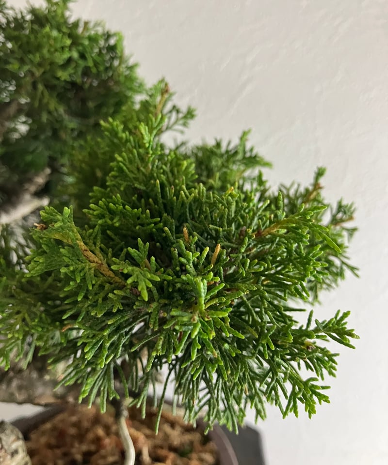 真柏盆栽 【禅】 | ほりべ造園オンラインショップ