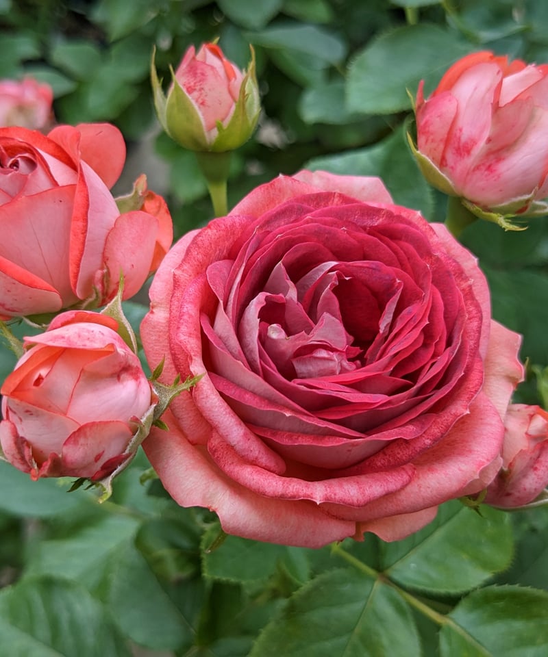 バラ苗　ストロベリーミスト　マハネ 大苗】ストロベリー ミスト【春から秋まで楽しめる】 | ほりべ