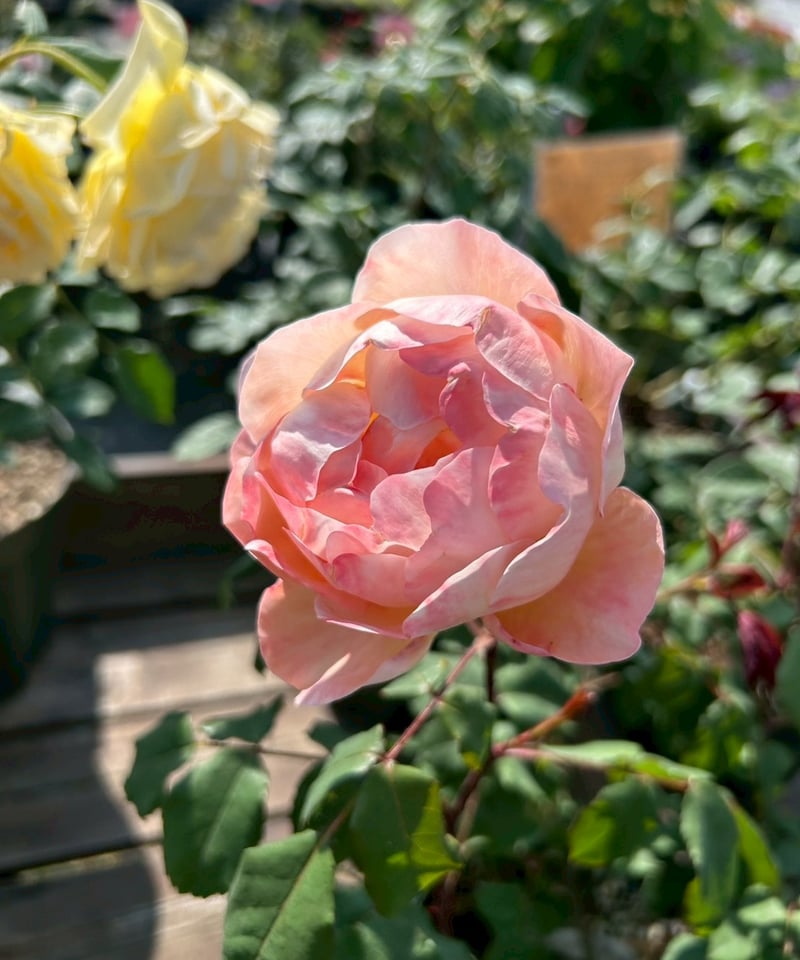 大苗】レディ エマ ハミルトン【強香】 | ほりべ造園オンラインショップ