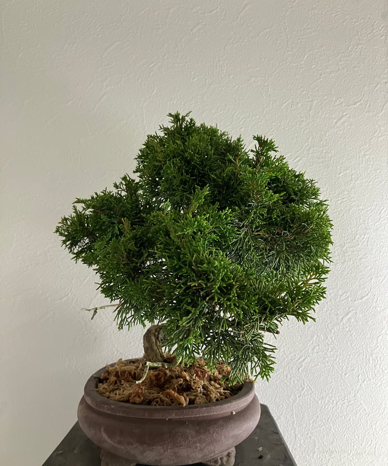 真柏盆栽 【禅】 | ほりべ造園オンラインショップ