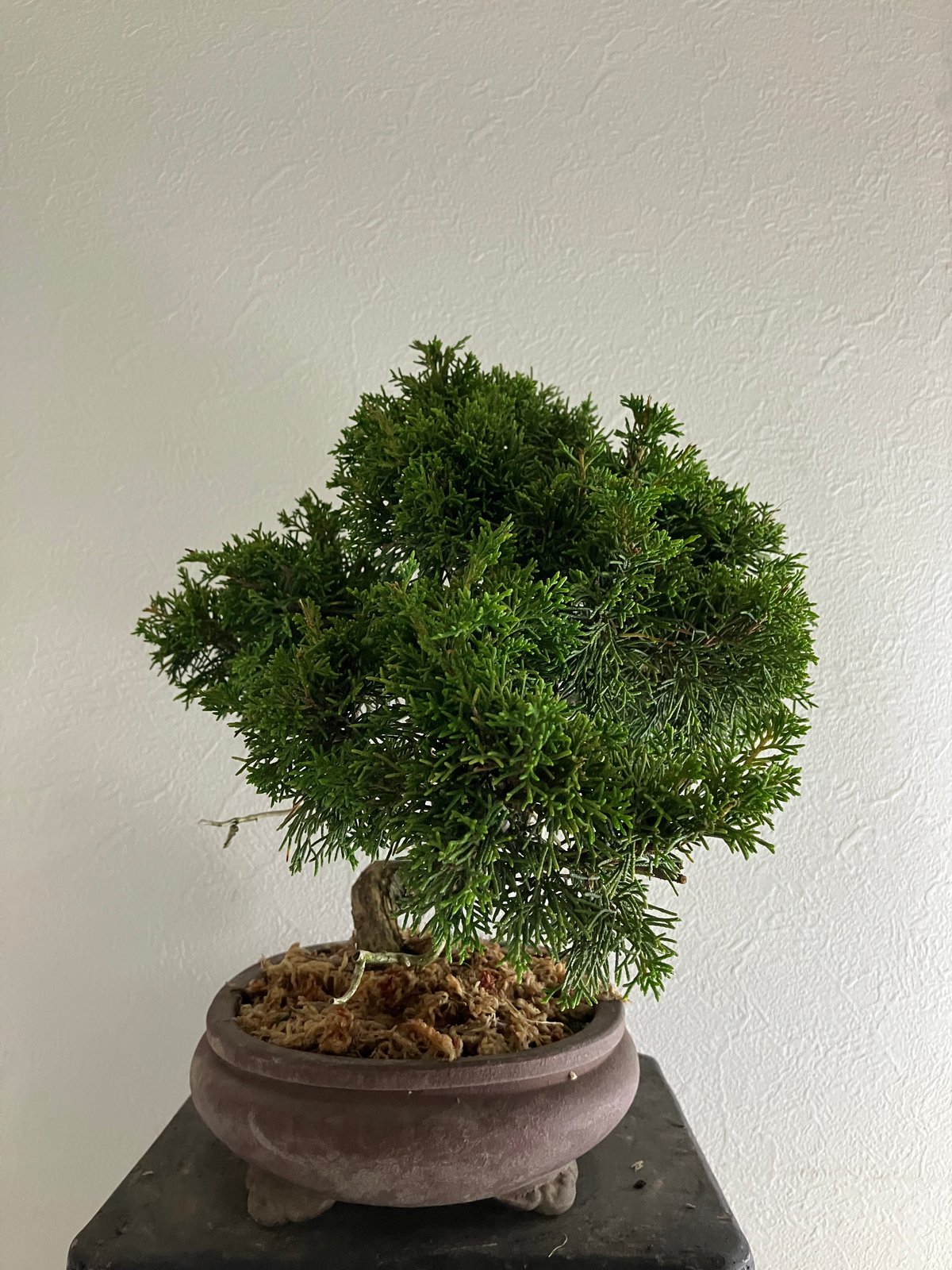 真柏盆栽 【禅】 | ほりべ造園オンラインショップ