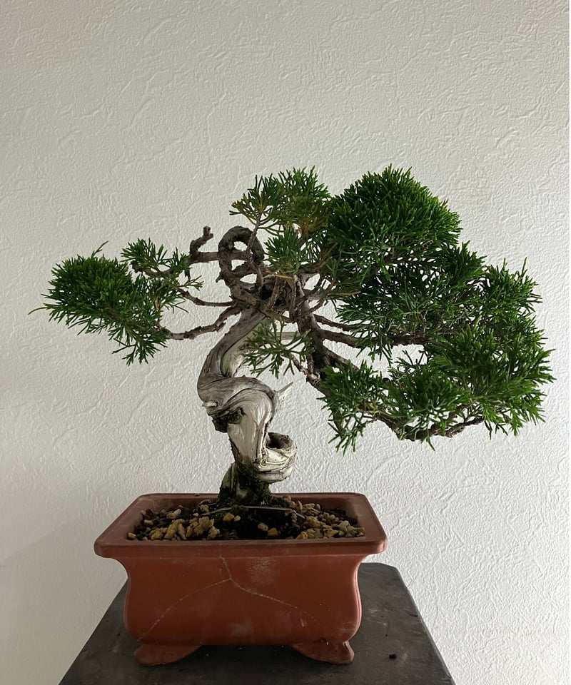 真柏盆栽 【白龍】 | ほりべ造園オンラインショップ