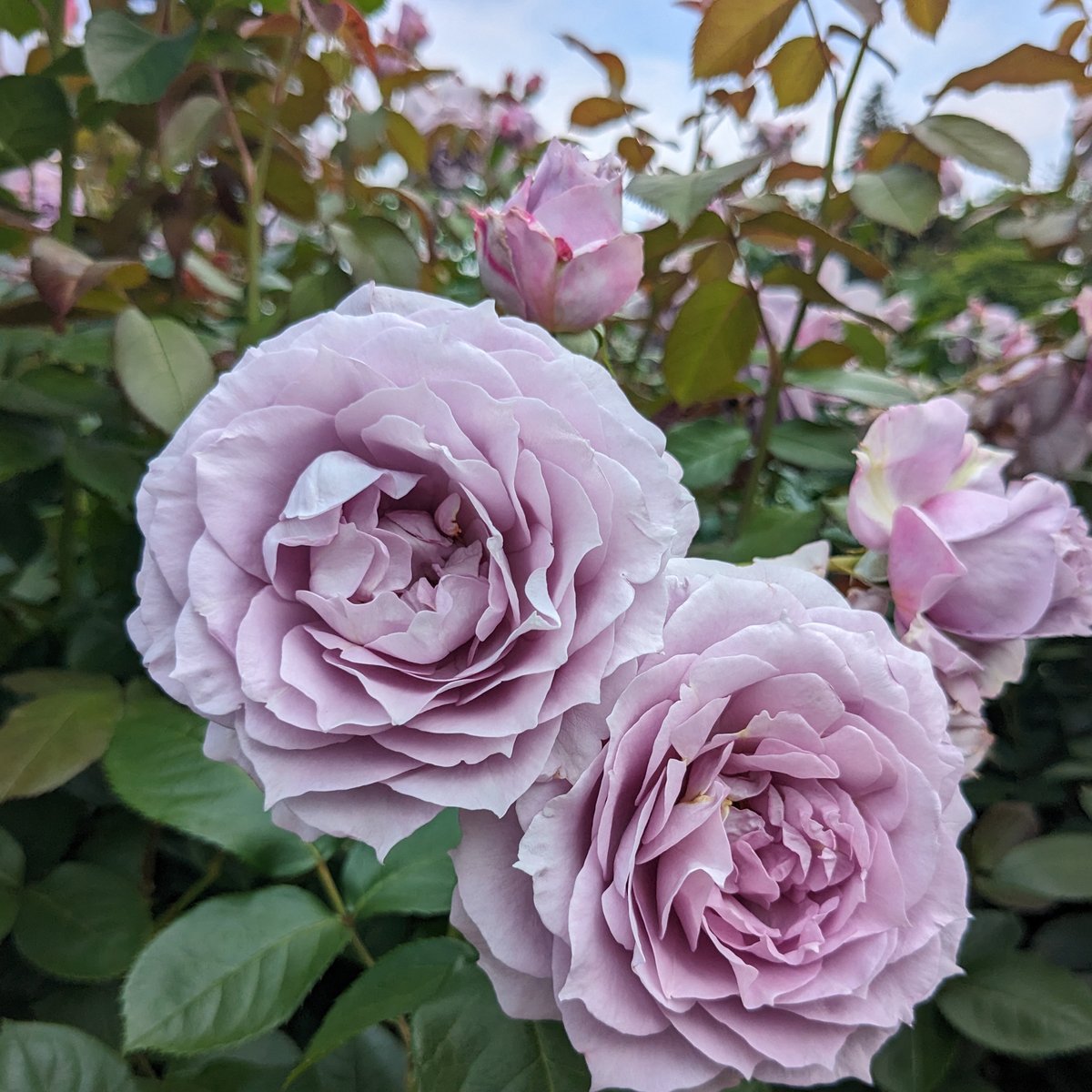 大苗】ノヴァーリス【春から秋まで楽しめる】【耐病性】 | ほりべ造園