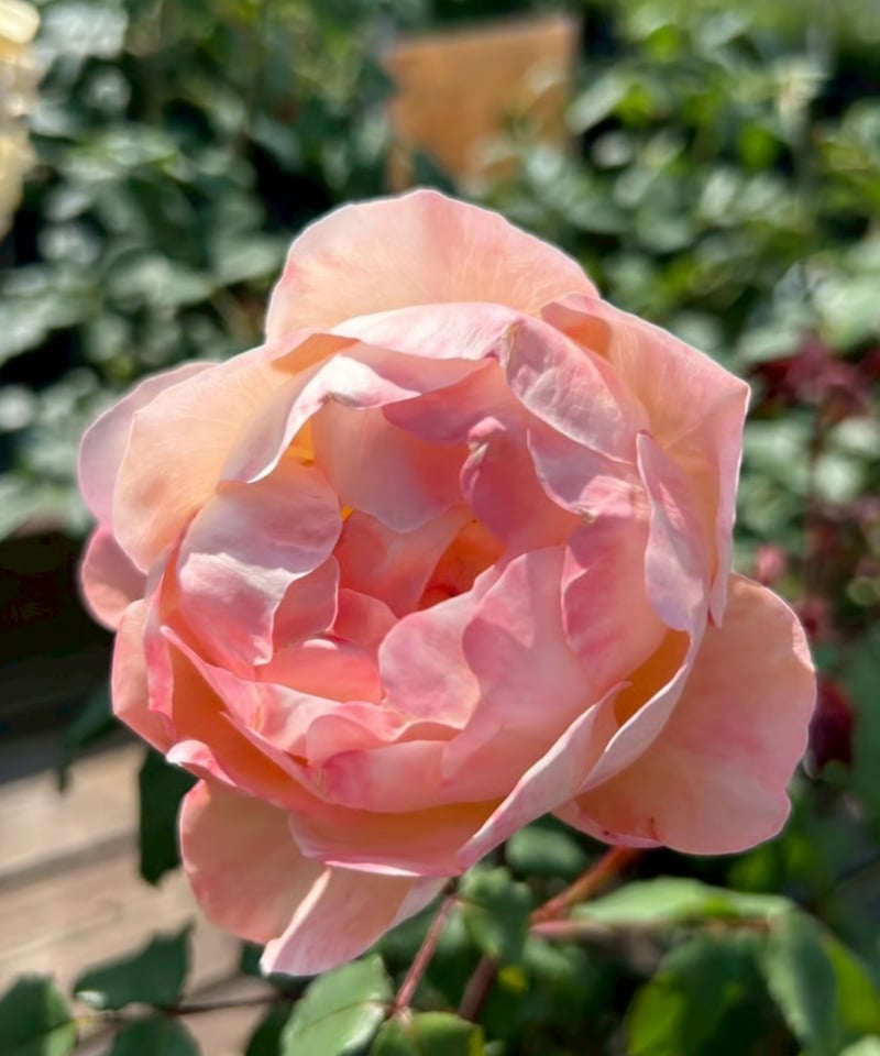 大苗】レディ エマ ハミルトン【強香】 | ほりべ造園オンライン