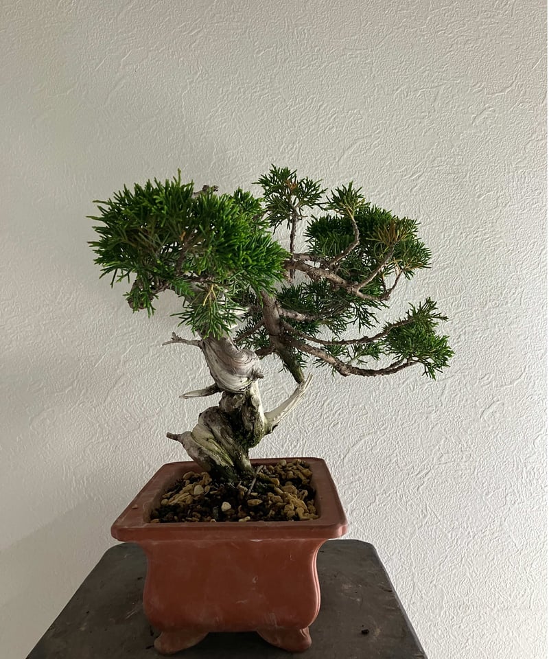 真柏盆栽 【白龍】 | ほりべ造園オンラインショップ