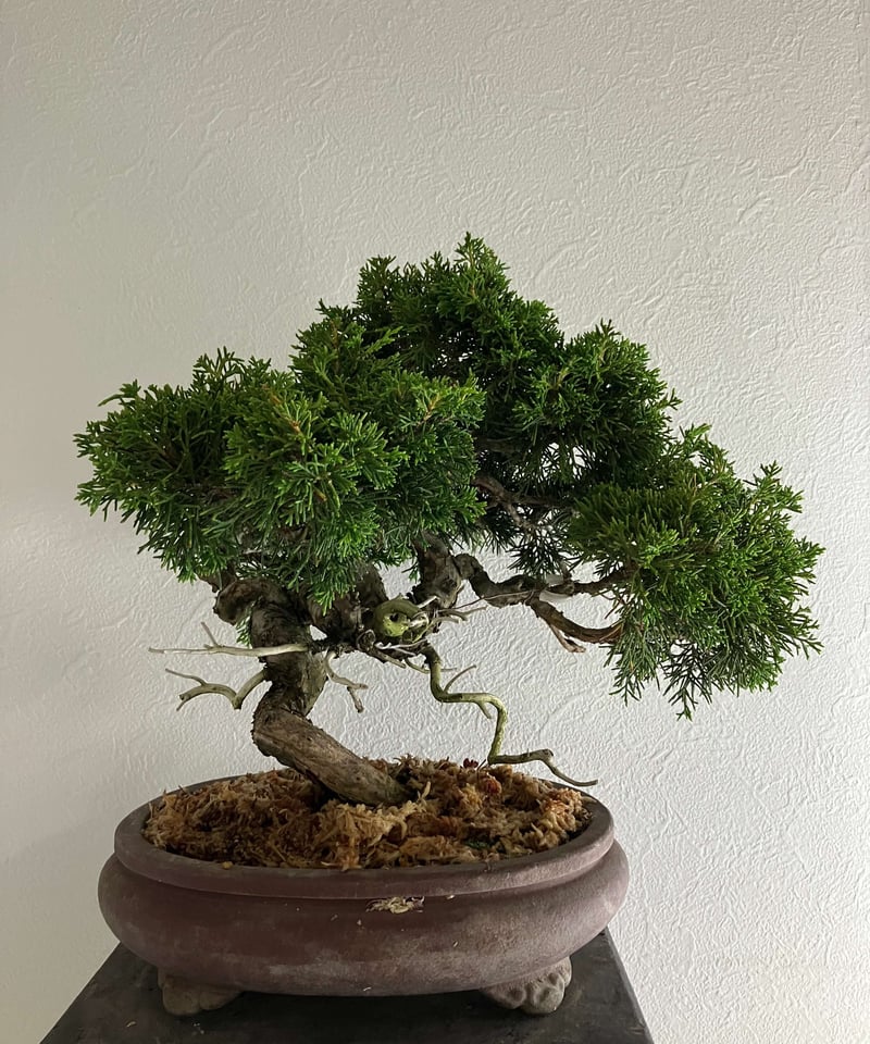 真柏盆栽 【禅】 | ほりべ造園オンラインショップ