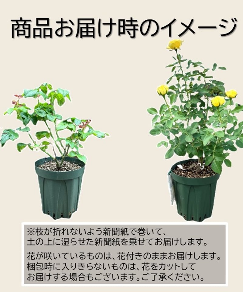 大苗】ガブリエル オーク【強香】 | ほりべ造園オンラインショップ