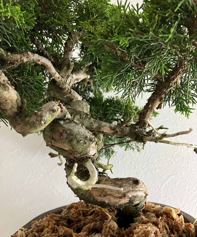 真柏盆栽 【禅】 | ほりべ造園オンラインショップ