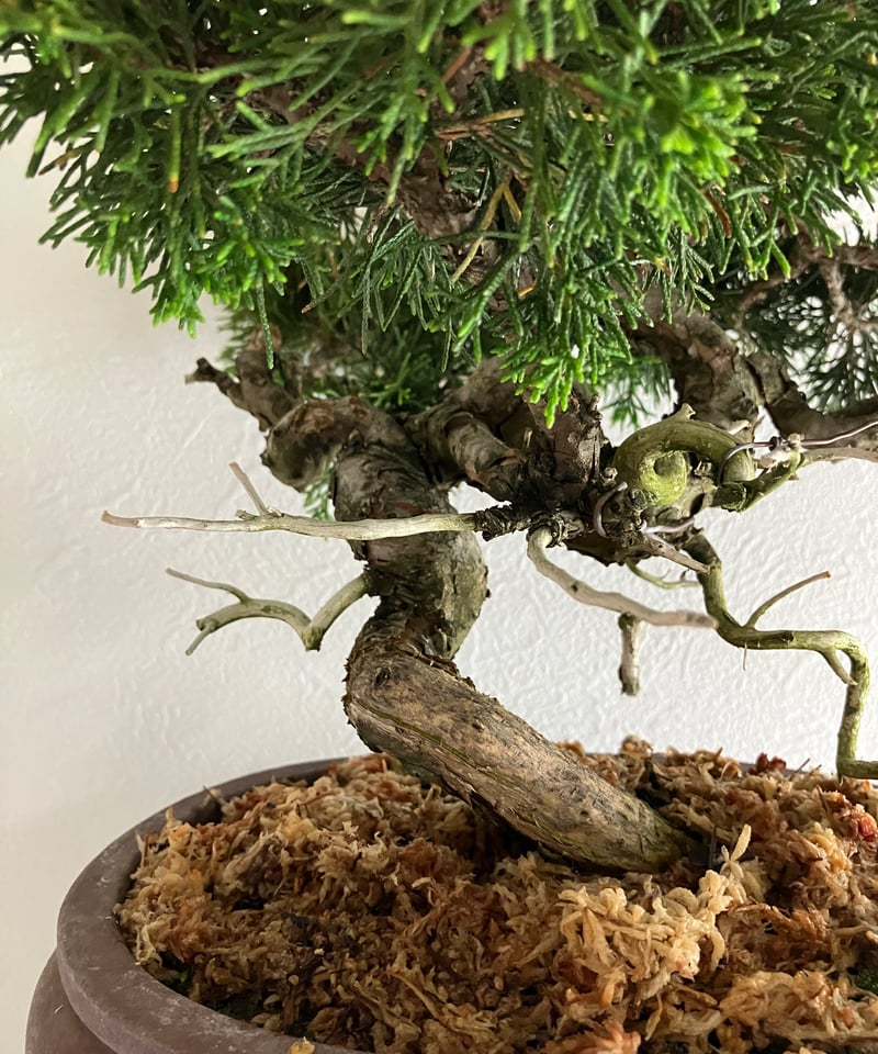 真柏盆栽 【禅】 | ほりべ造園オンラインショップ