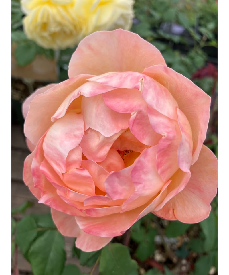 大苗】レディ エマ ハミルトン【強香】 | ほりべ造園オンライン