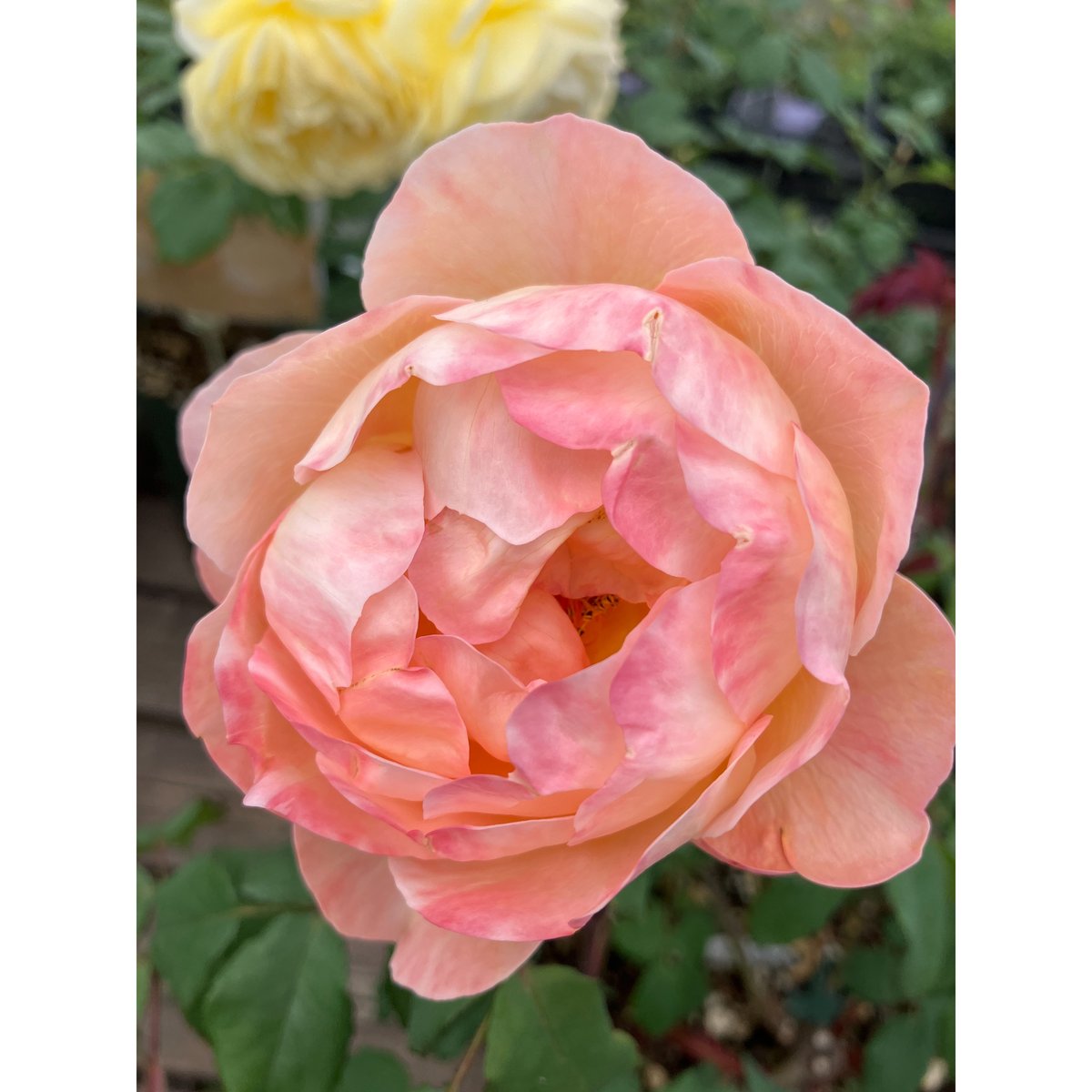 大苗】レディ エマ ハミルトン【強香】 | ほりべ造園オンラインショップ