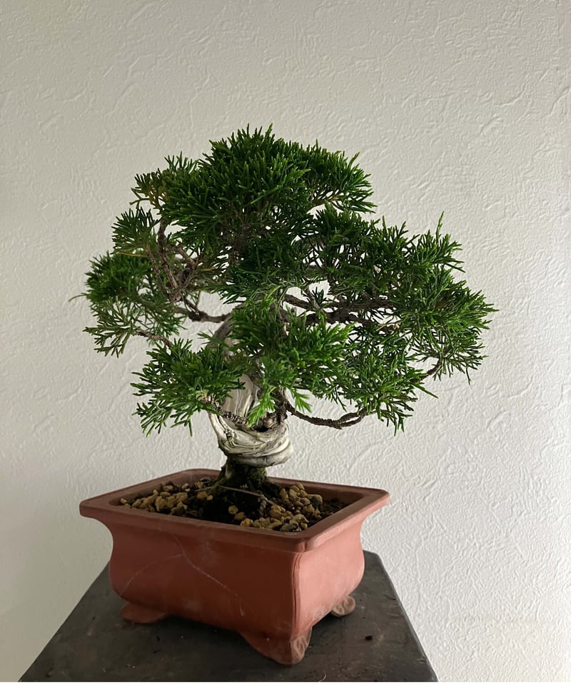 真柏盆栽 【白龍】 | ほりべ造園オンラインショップ