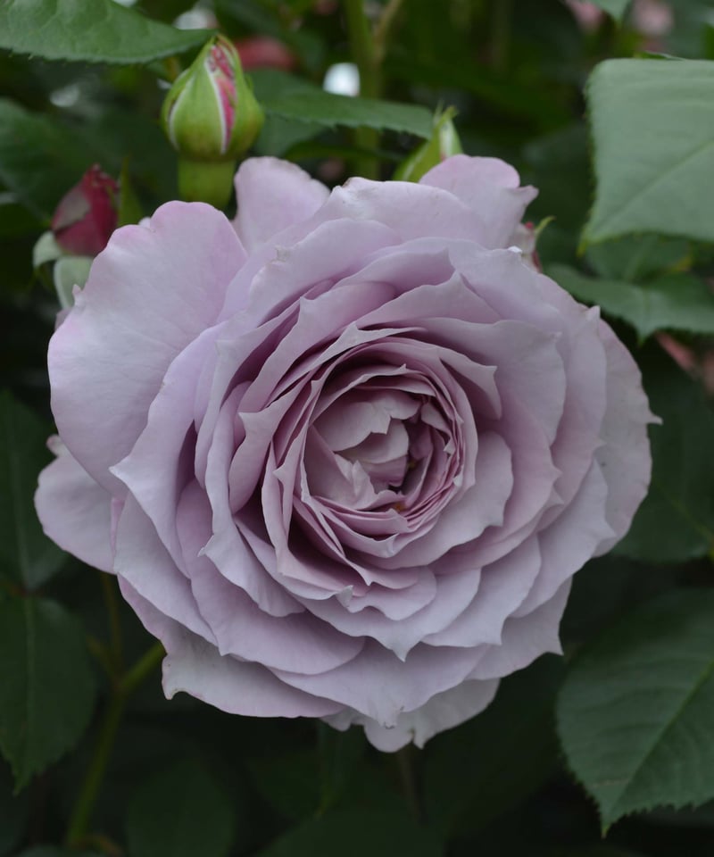 大苗】ノヴァーリス【春から秋まで楽しめる】【耐病性】 | ほりべ造園