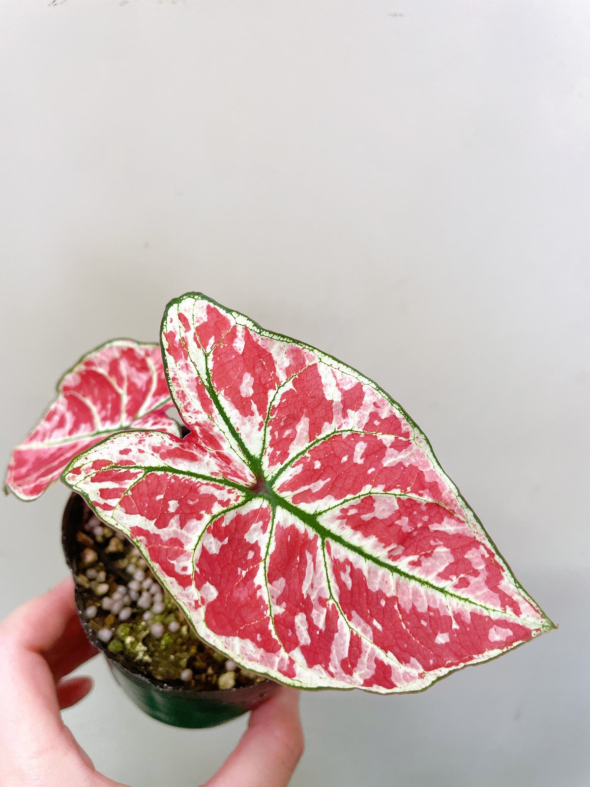 カラジウム カラジュウム ファイヤーフェニックス 3号 | PLANTS SHOP 923