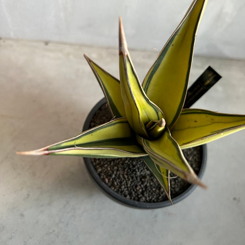 サンセベリア ピングイキュラ 斑入り | ソレトナ植物店
