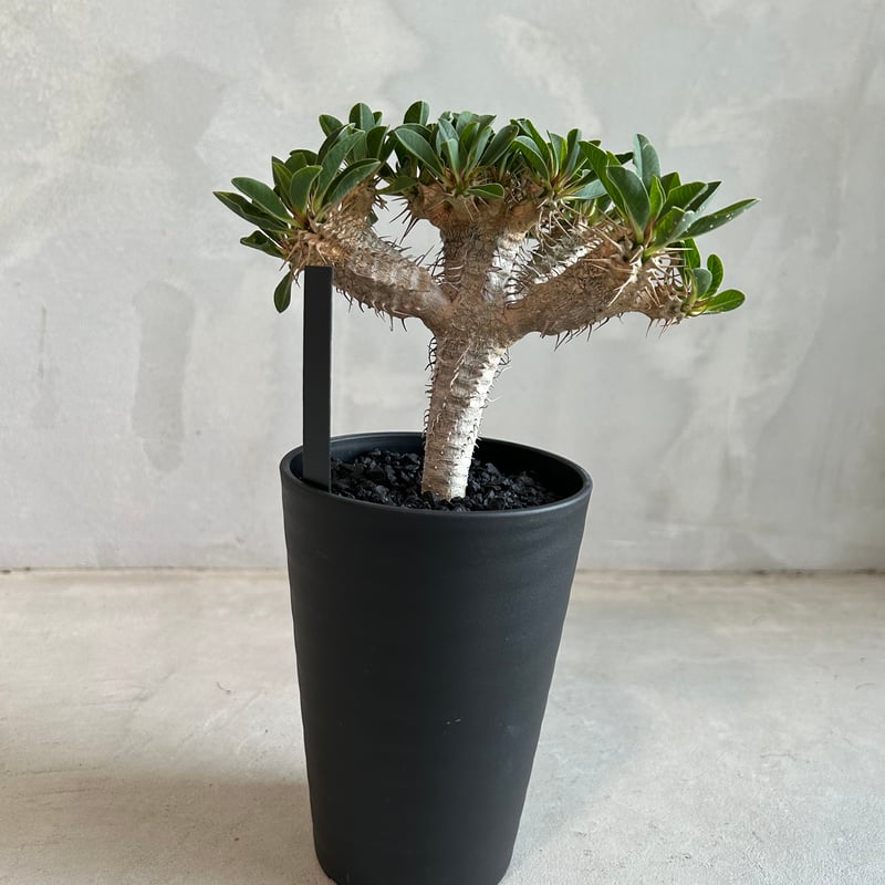 ユーフォルビア ギラウミニアナ(実生苗) | ソレトナ植物店