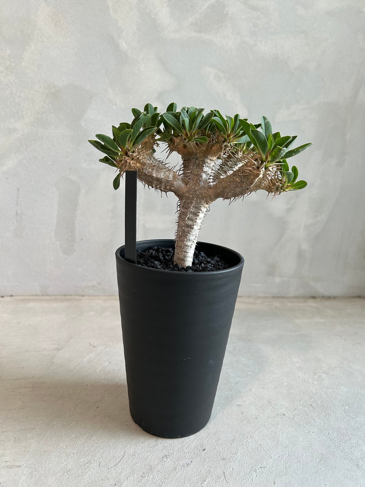 ユーフォルビア ギラウミニアナ(実生苗) | ソレトナ植物店