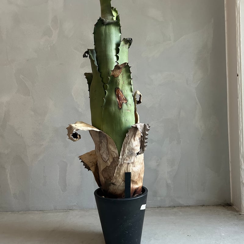 ホヘンベルギア サンドラズマウンテン ホヘンベルギア サンドラズマウンテン | ソレトナ植物店