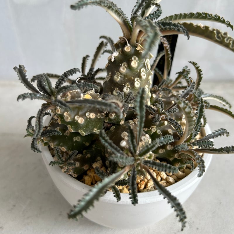 ドルステニア ラブラニー | ソレトナ植物店