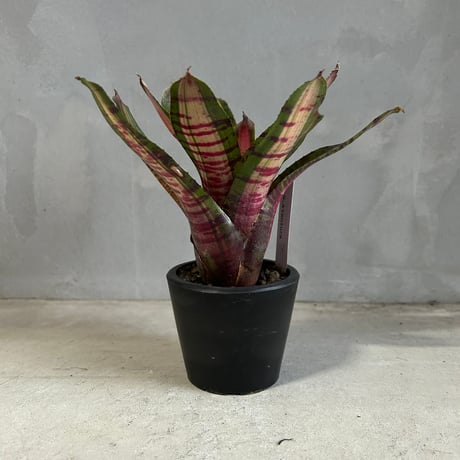 タンクブロメリア | STORES